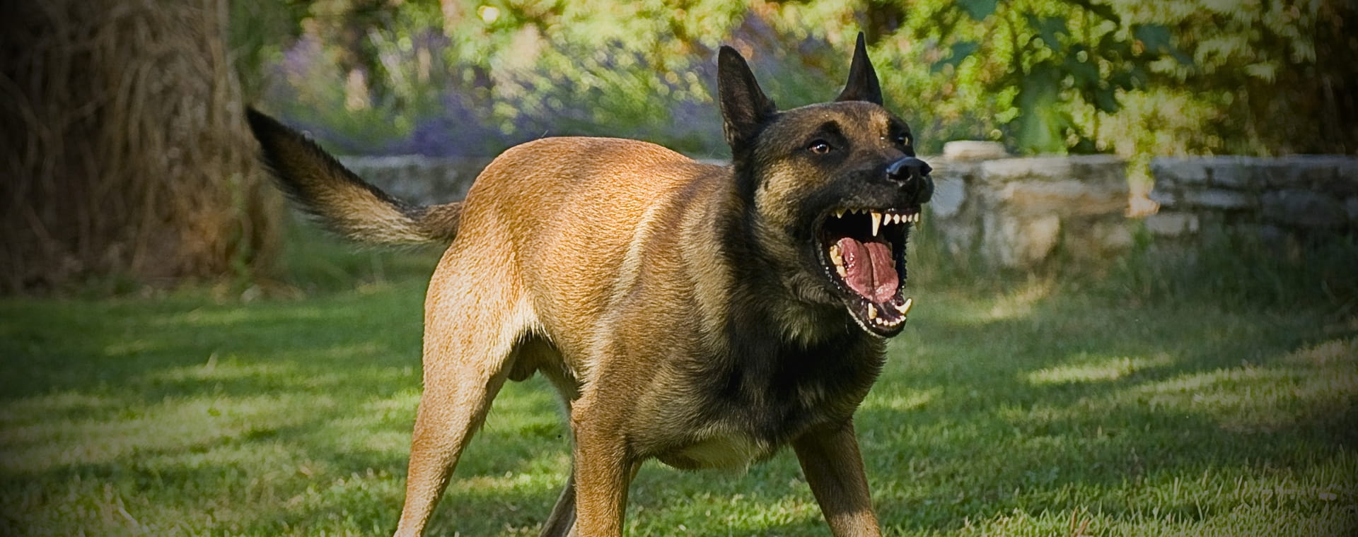 Dog bite attorney in Glendale, CA